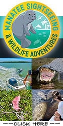 manatee sightseeing